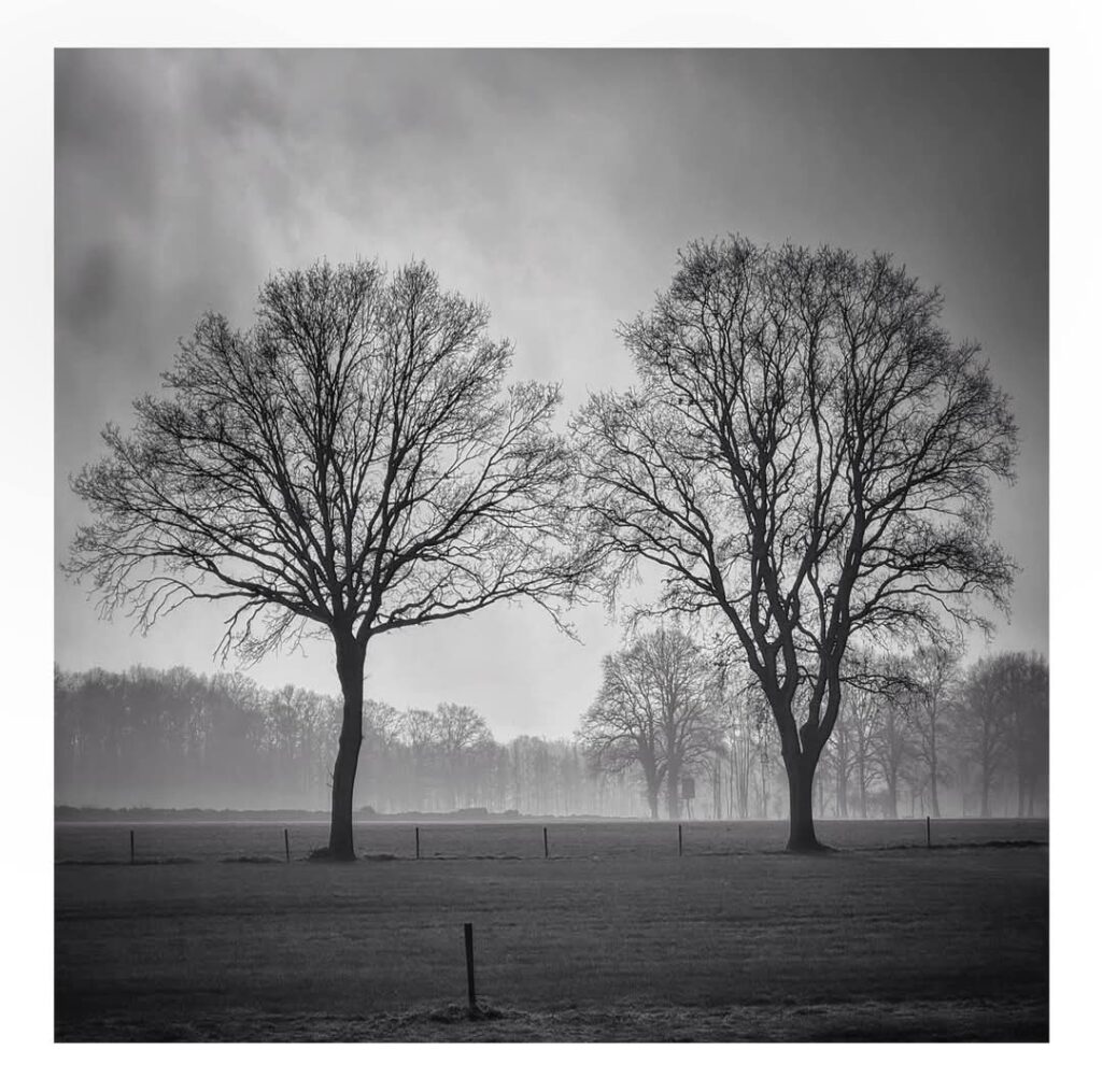 Twee bomen in een weiland